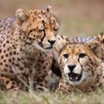 cheetah