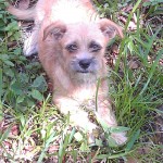 Mushu