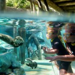 Freshwater Oasis at Discovery Cove