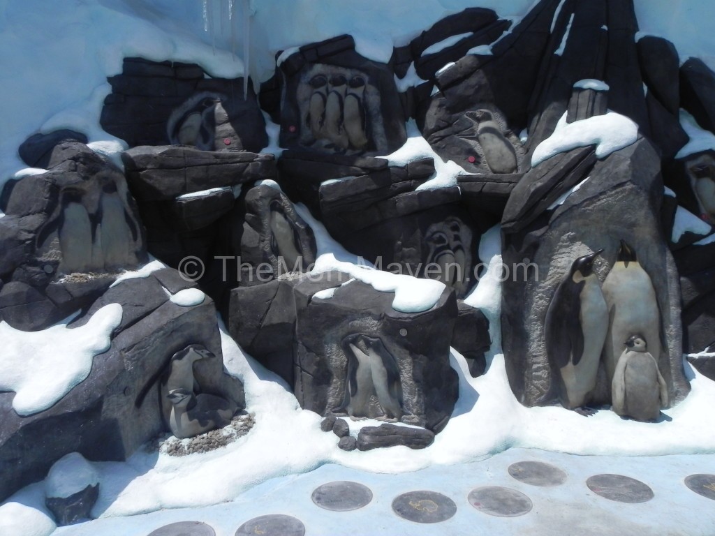 SeaWorld Orlando-Antarctica