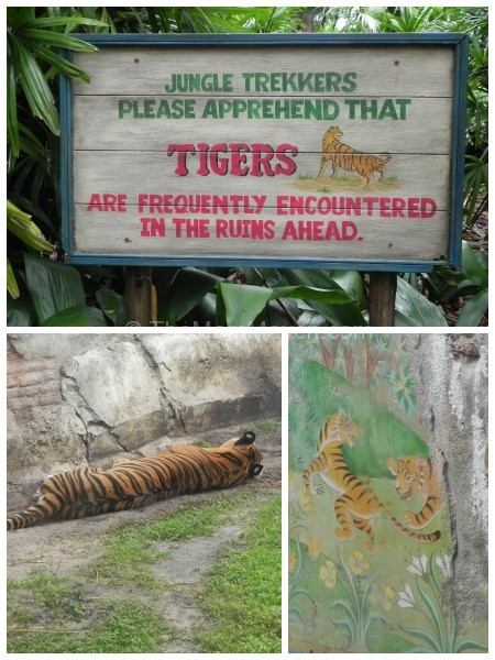 tigers-maharajah jungle trek-animal kingdom
