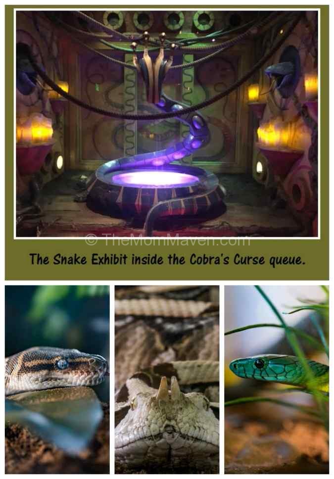 Inside the air conditioned Cobra's Curse queue at Busch Gardens Tampa, line there is a 400-cubic-foot snake exhibit!