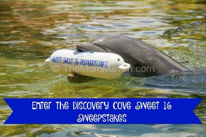 Discovery Cove Sweet 16 Sweepstakes
