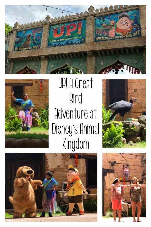UP! A Great Bird Adventure at Disney's Animal Kingdom is hosted by Annika who is joined by bird handlers and of course, Russell and Dug from the movie UP!.