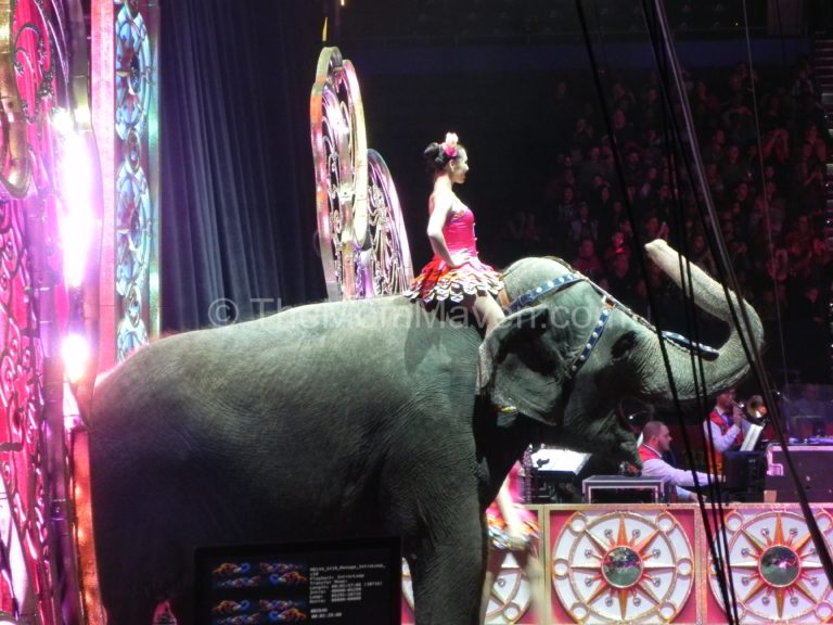 Ringling Bros Circus Legends Show Re-Cap - The Mom Maven