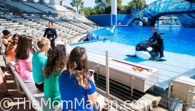 The Killer Whale Up-Close Tour gives guests the opportunity to meet the park’s killer whales in ways never before offered at SeaWorld.
