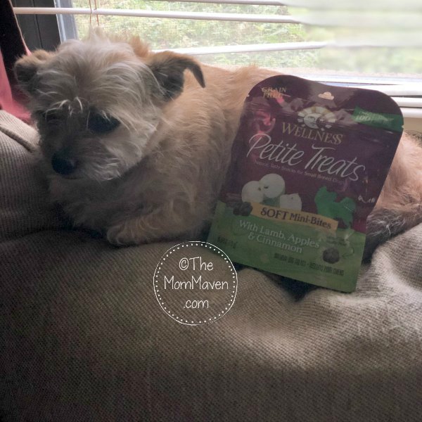 Mushu has a new favorite treat and it is Wellness Petite Treats which she got from Chewy.com. She loves that they are small, soft, and delicious.