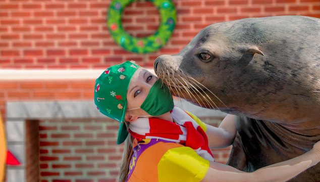 Gather your family and meet your festive friends at the award-winning SeaWorld Christmas Celebration, taking place November 14 through December 31.