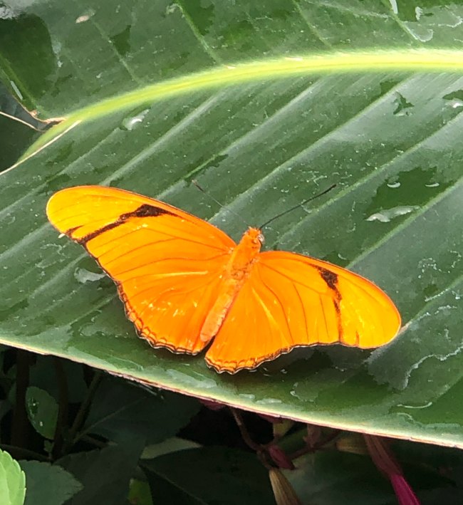 Butterfly photo from 2019 EPCOT International Flower and Garden Festival